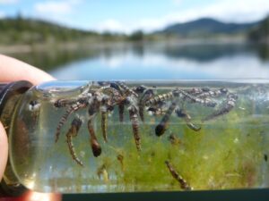 April Vokey chironomid fishing