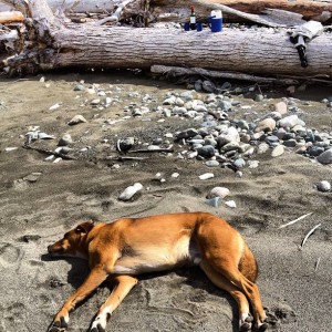 1236098_516299175116172_28606324_n