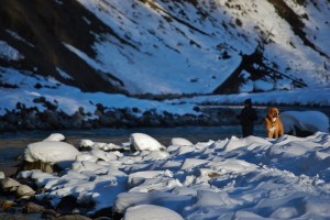 DSC_4542 (2)