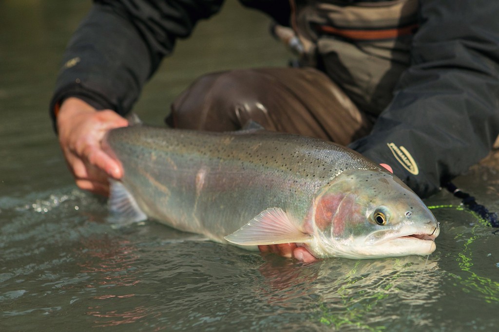 Bare Hook