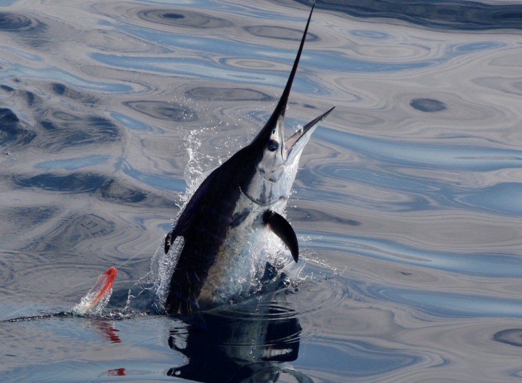 marlin tube
