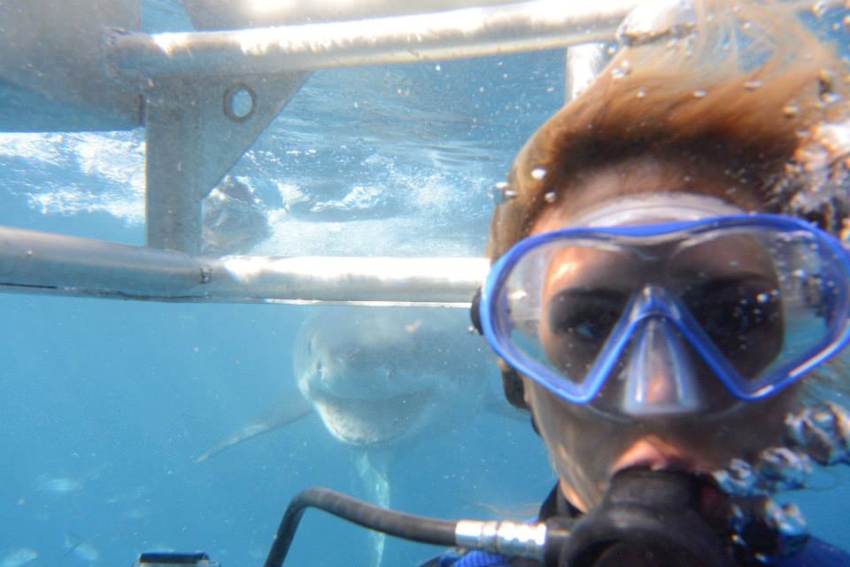 Great White approach